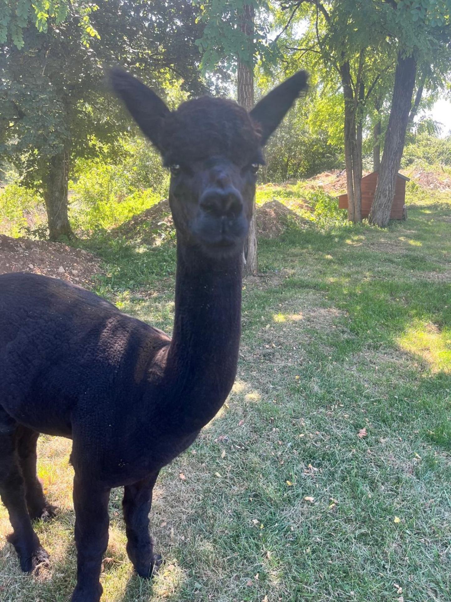 Gite La Borie Fons  Dış mekan fotoğraf